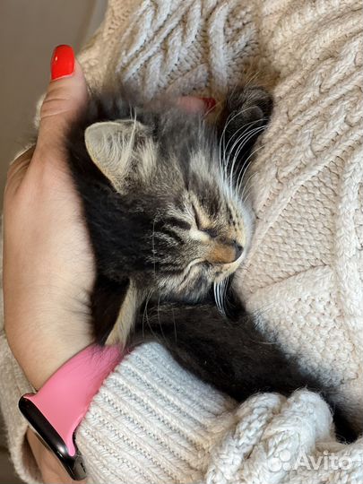 Котенок мальчик в дар, 2 месяца