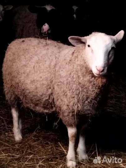 Бараны, ярки