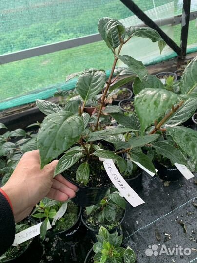 Миниатюрная гортензия Полистар