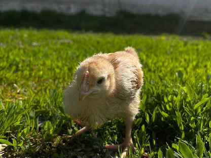 Цыплята Редбро суточные в наличие и под заказ, Кондопога