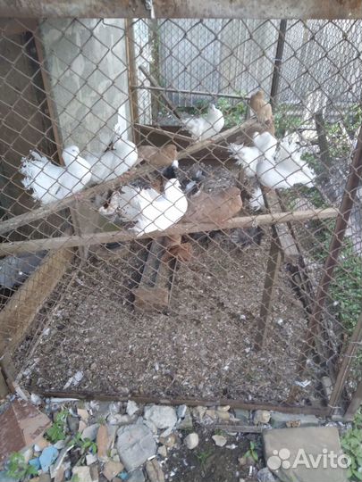 Голуби павлины