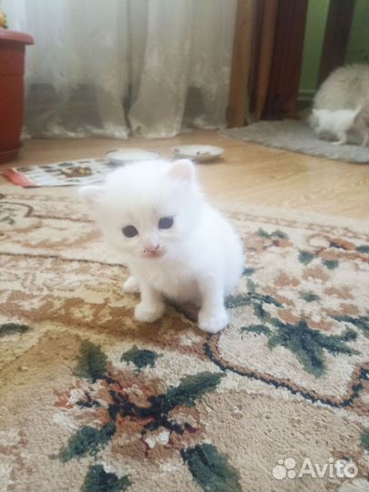 Милые котятки