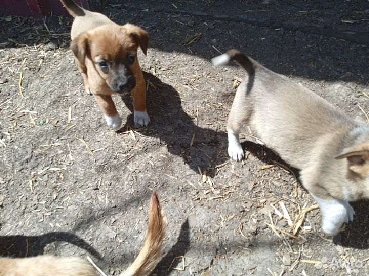 Отдам в добрые руки