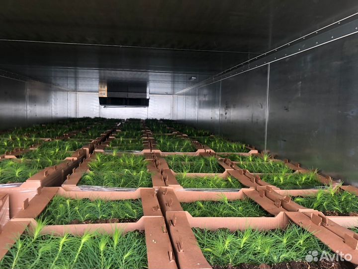 Сеянцы сосны обыкновенной окс от производителя