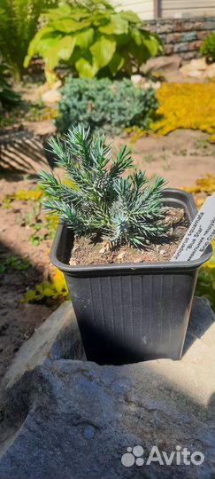 Можжевельники