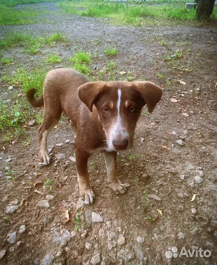 Собака в добрые руки отдам бесплатно