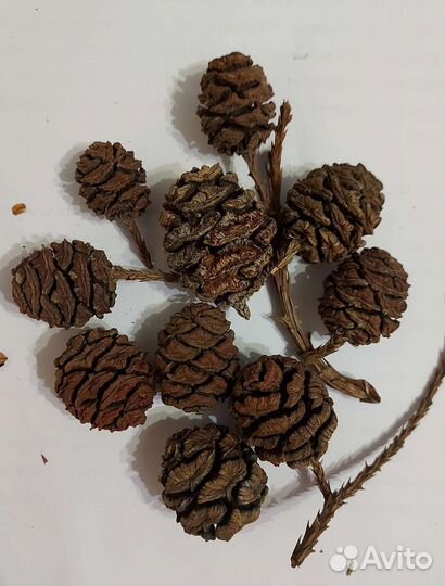 Шишки секвойи, шишки лиственницы