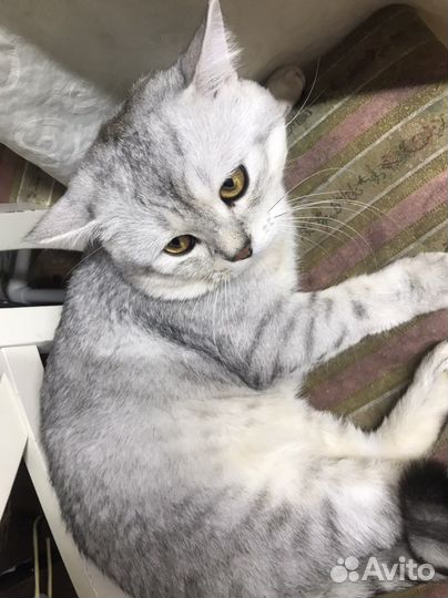 Шотландский кот вязка