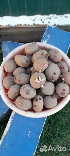 Семенной картофель