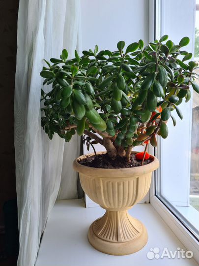 Денежное дерево (толстянка крассула)