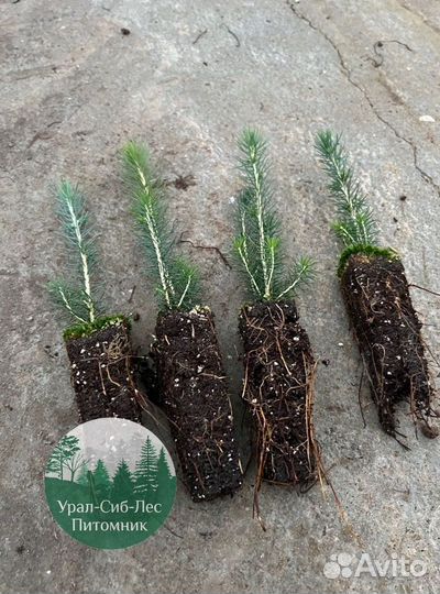 Сеянцы зкс Сосна окс Ель Лиственница Горная