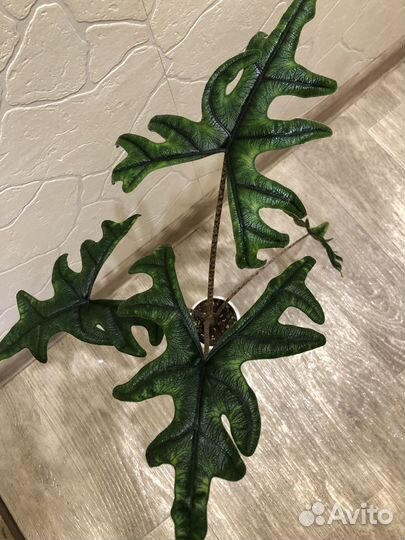 Алоказия жаклин