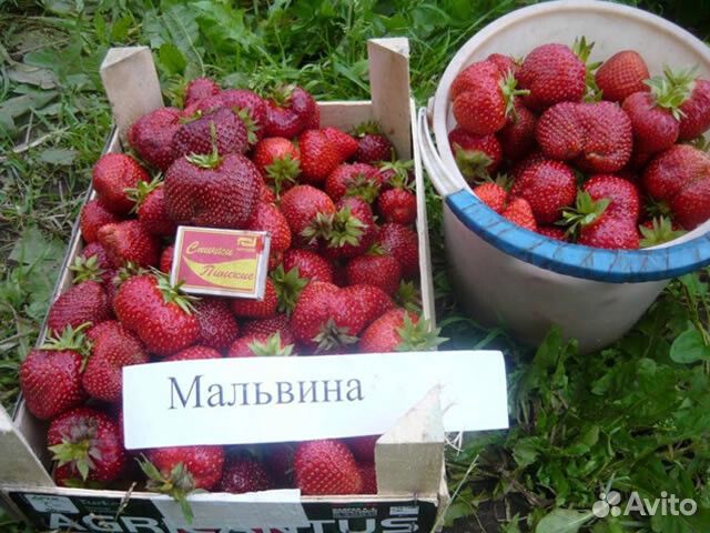 Рассада клубники