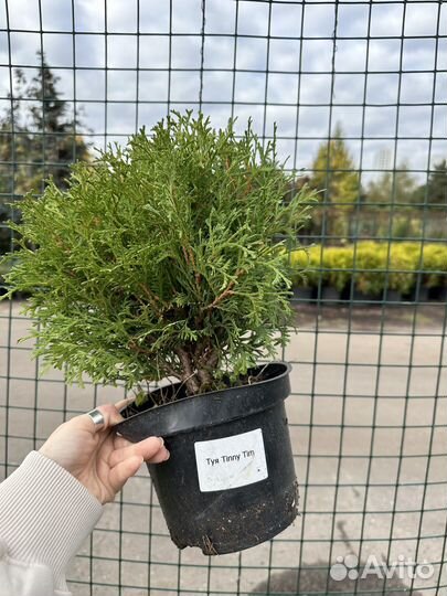 Туя тинни тим