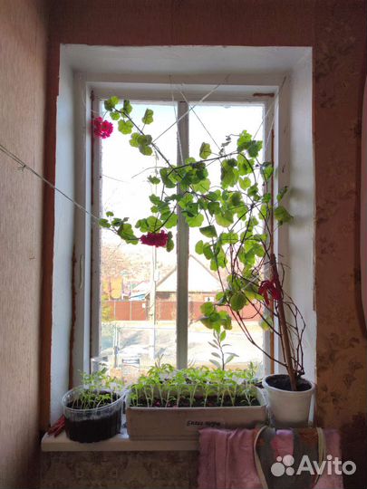 Герань ветвистая