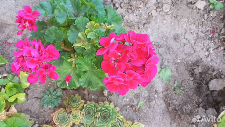 Герань пеларгония