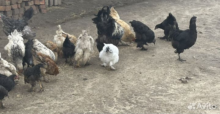 Куры цеплята