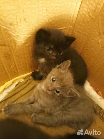 Кошка в дар