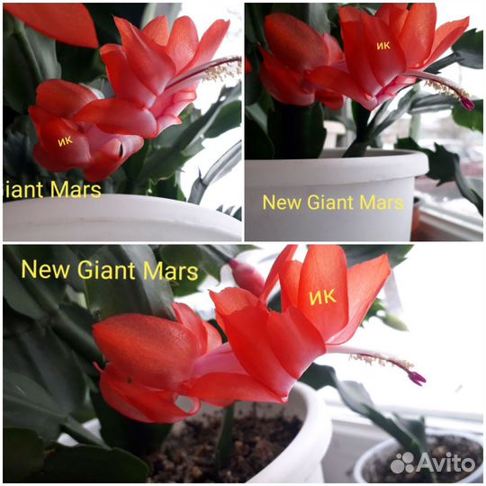 Сортовые декабристы