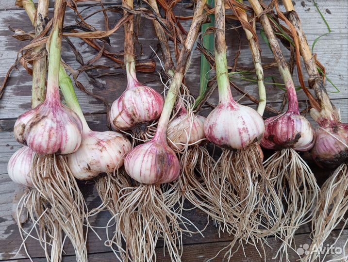 Чеснок озимый