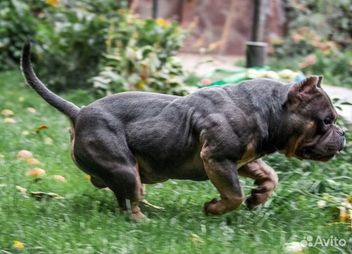 Вязка американский булли из Китая