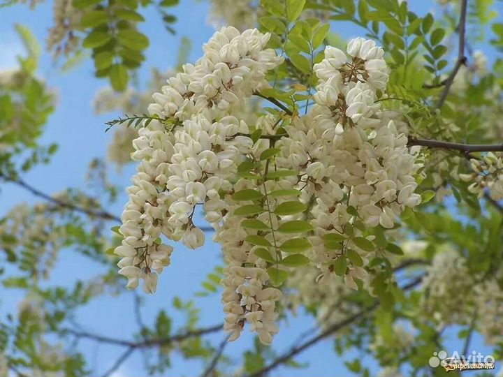 Белая акация