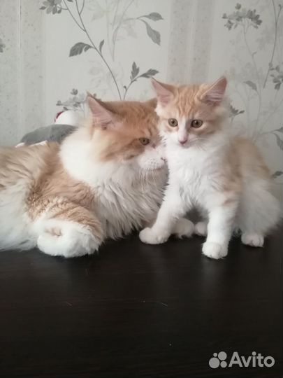Котята Мейн-кун