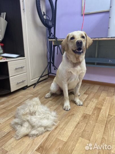 Услуги грумера/стрижка животных