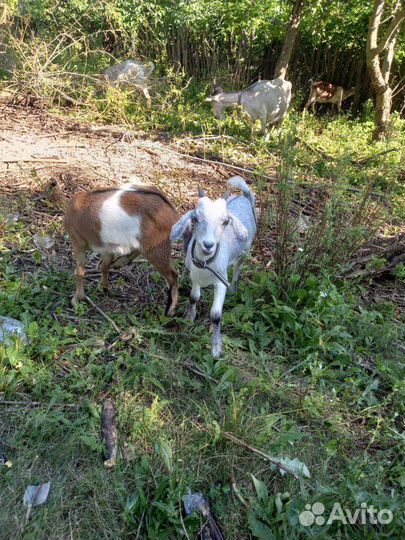 Козлята