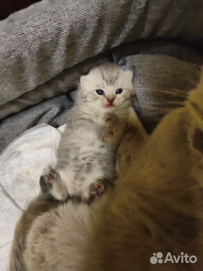 Шотландская девочка