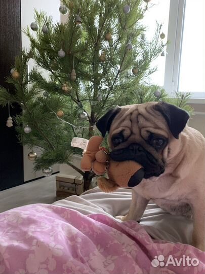 Мопс вязка мальчик