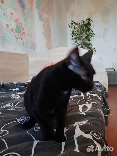 Кот в добрые руки
