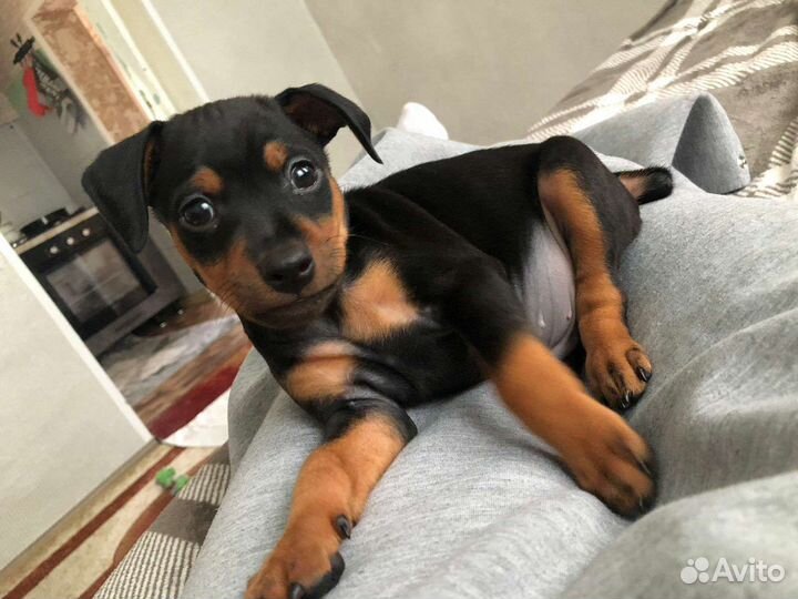 Щенки цвергпинчера (мини доберман)