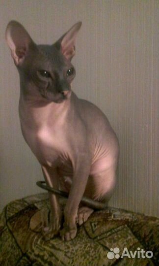 Донской сфинкс вязка