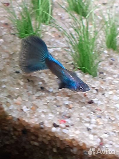 Рыба,аквариум