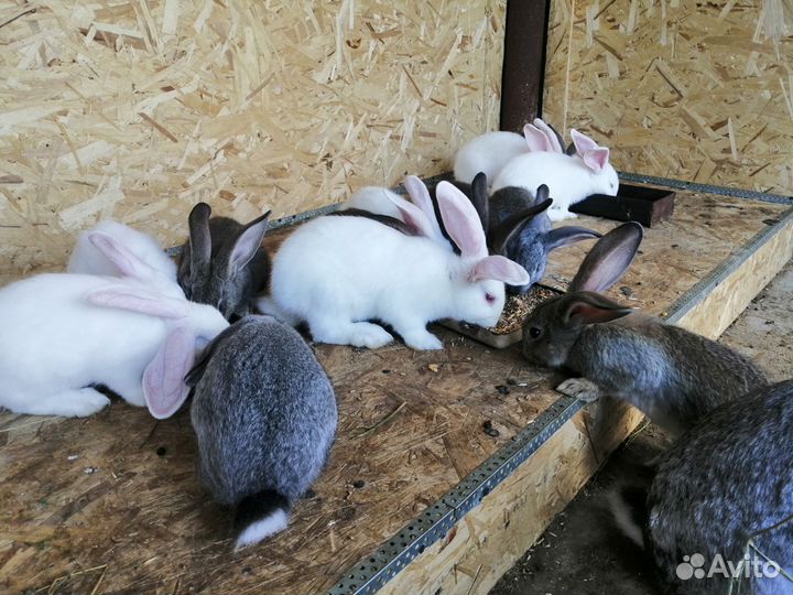 Мясо кролика