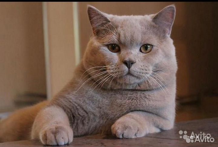 Шотландская