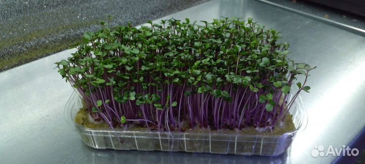 Микрозелень, проростки и пищевые цветы