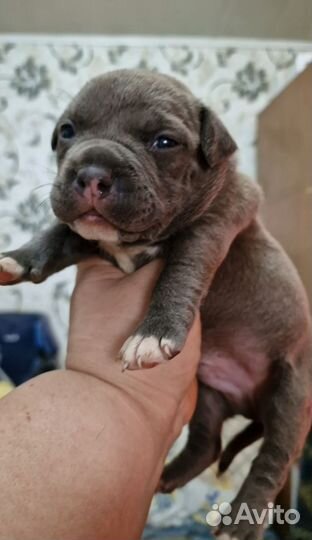 Американский булли