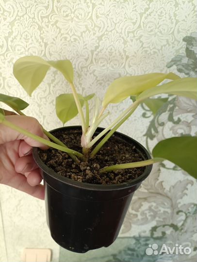 Бегония тростниковая