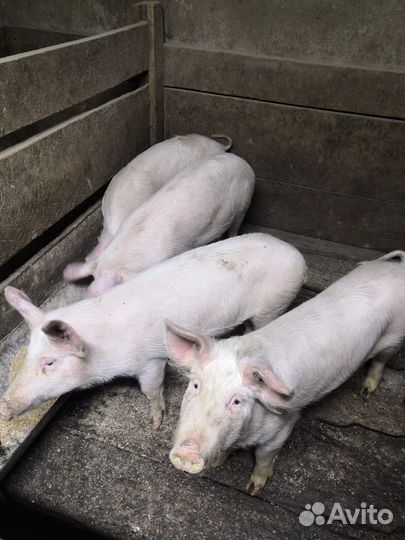 Продаю подсвинков
