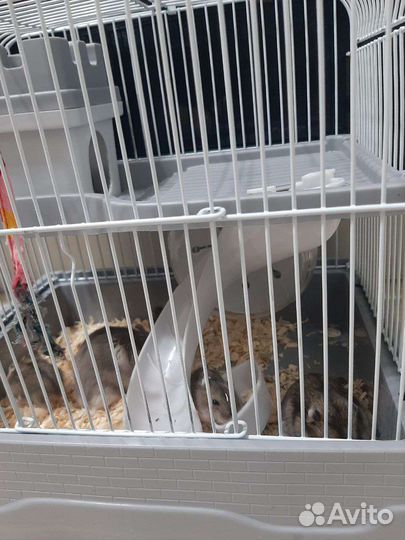 Клетка для грызунов, джунгарики