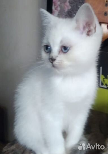 Шотладские котята