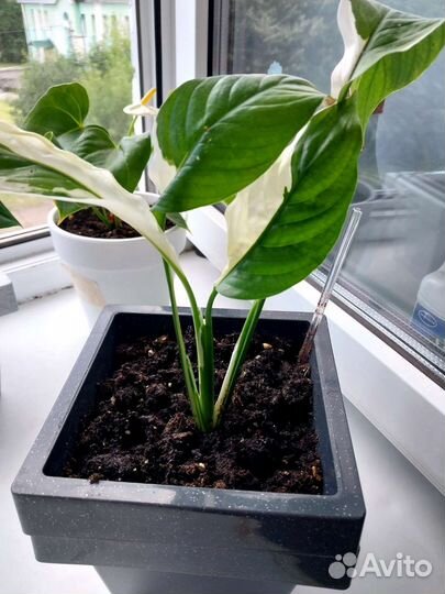 Спатифиллум пикассо