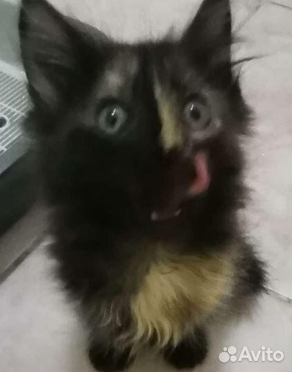 Соня ищет дом