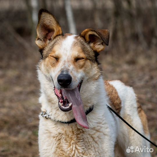 Красивый пес из приюта ищет дом, в добрые руки