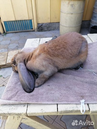 Кролик французский баран