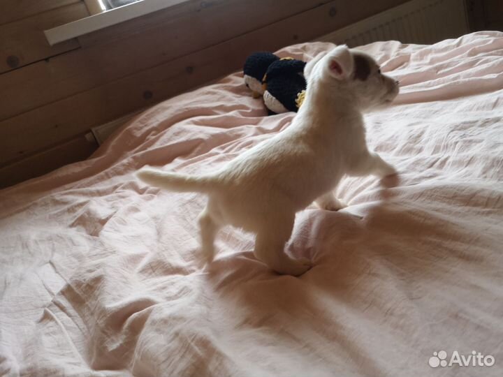 Щенки джек рассел терьер