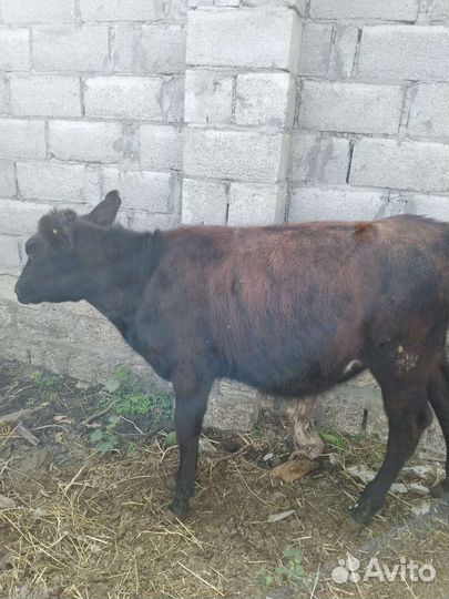 Коровы и телята