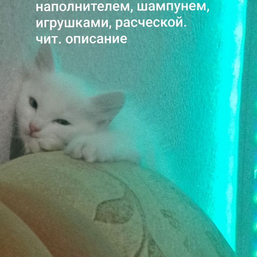 Котята турецкой ангоры